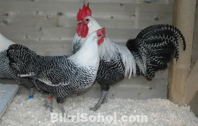 ফাউমি মুরগির